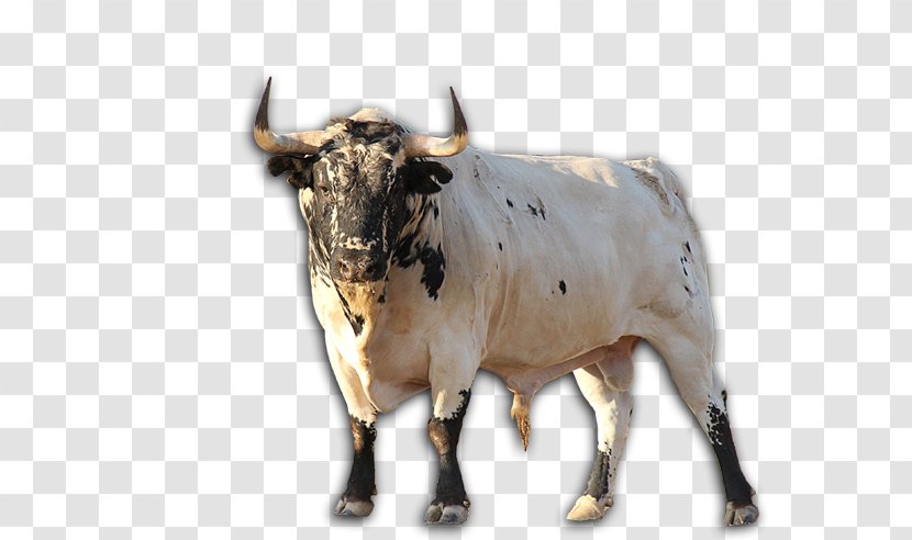 Texas Longhorn Zebu English Ox - Cattle Like Mammal - Toro Transparent PNG