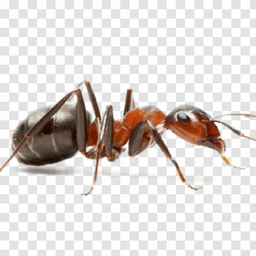 Ant Insect Pest Control Hymenopterans - Invasive Species Transparent PNG