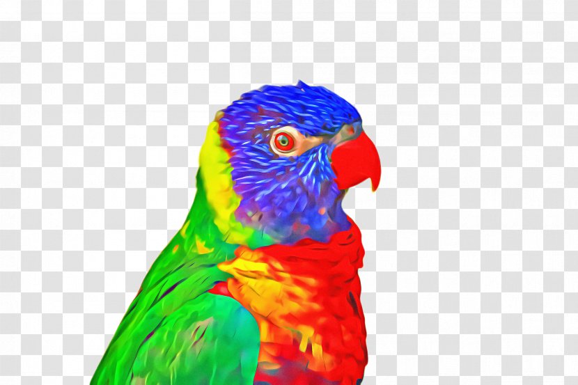 Bird Parrot - Macaw - Budgie Transparent PNG