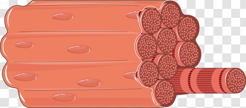 Skeletal Muscle Human Body Anatomy Fascicle Transparent PNG