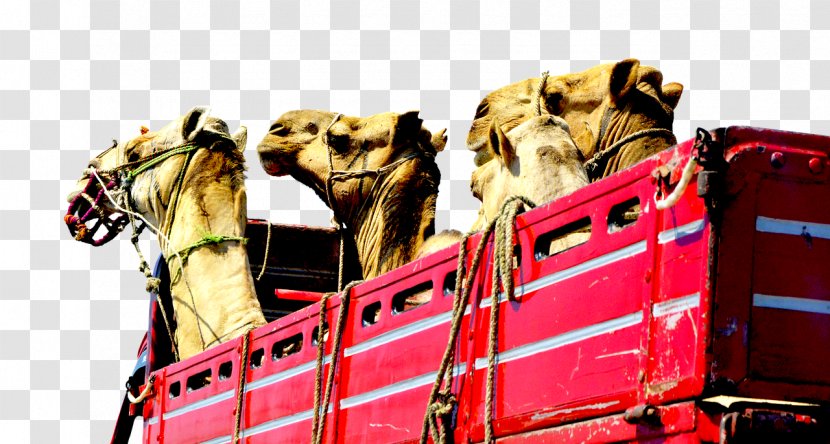 Camel Face Car Truck Vehicle - Photography Transparent PNG