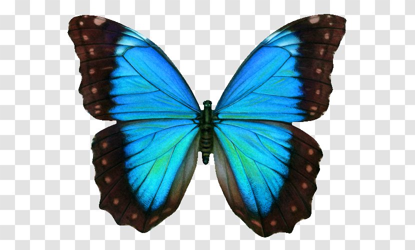 Swallowtail Butterfly Clip Art - Invertebrate - Blue Transparent PNG