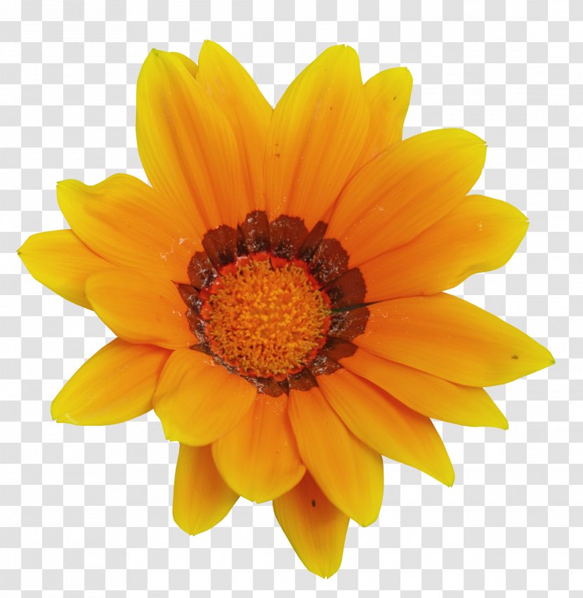 Calendula Officinalis Mexican Marigold Flower Tagetes Lucida Clip Art - Sunflower Transparent PNG