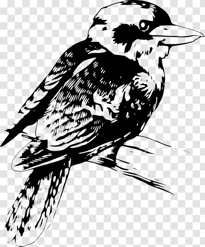 Drawing Kookaburra Clip Art - Fauna Transparent PNG