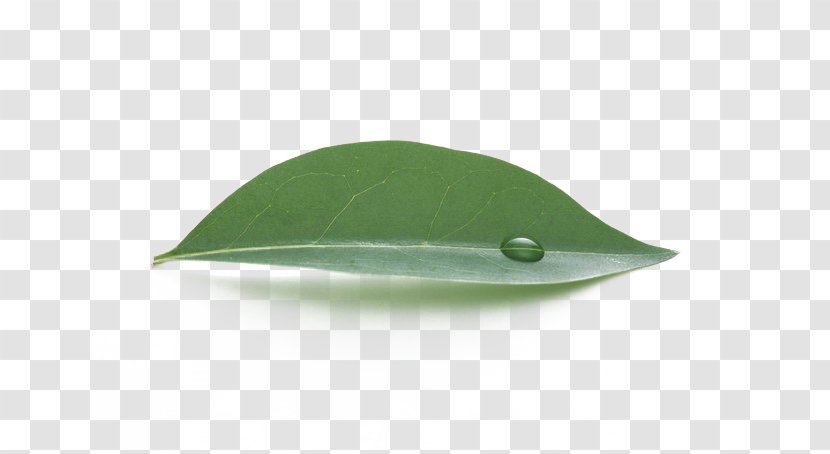 Leaf Green Water - Leaves Transparent PNG
