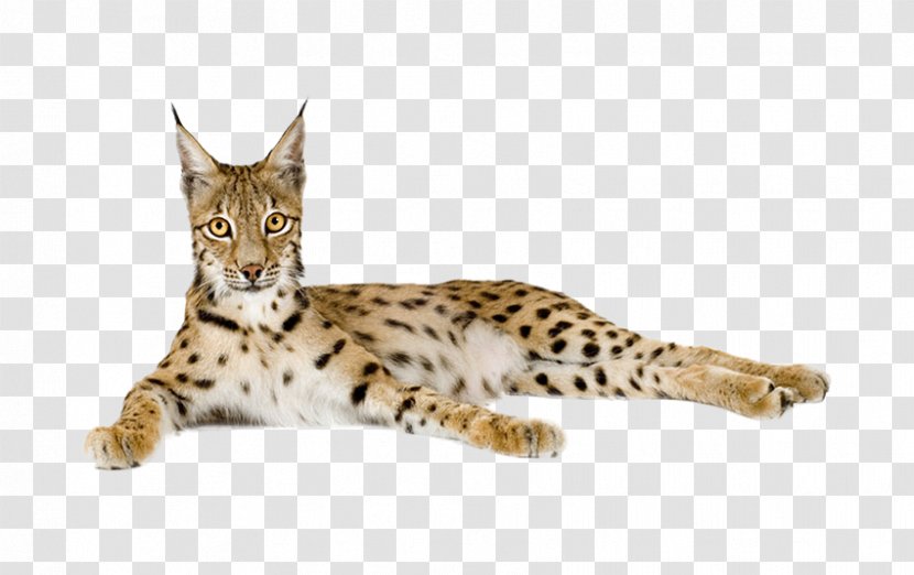 Eurasian Lynx Cheetah - Cat Like Mammal - African Stock Image Transparent PNG