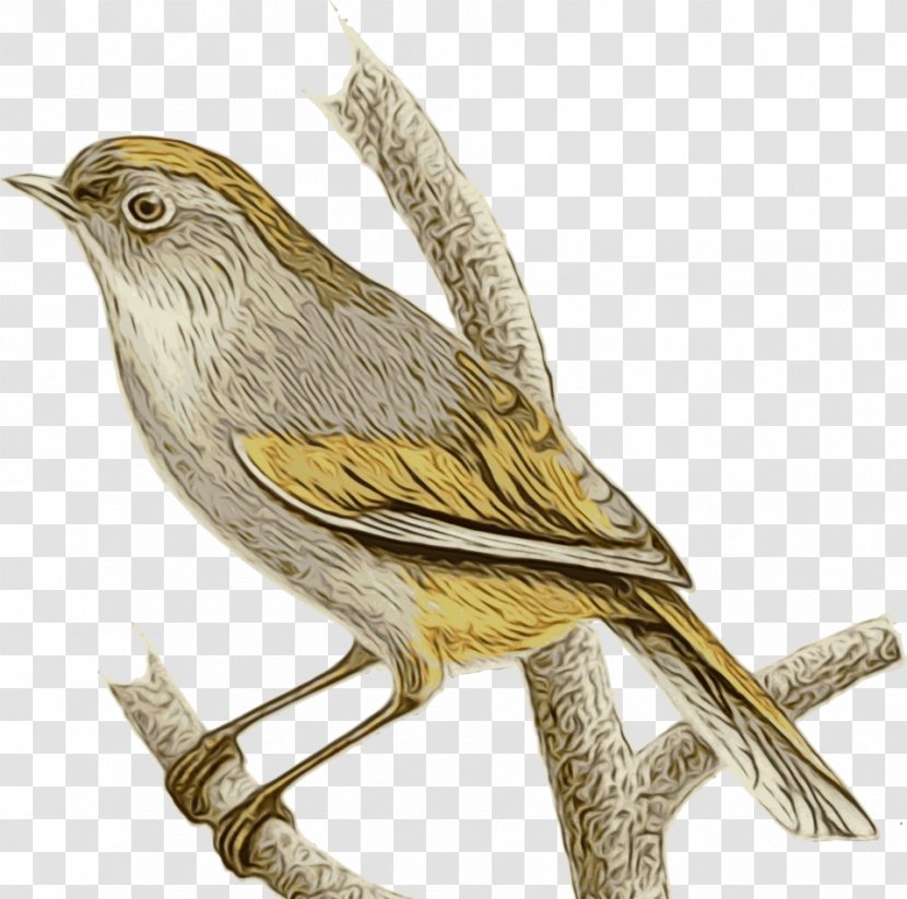 Bird Cartoon - Emberizidae - Pine Siskin Nightingale Transparent PNG