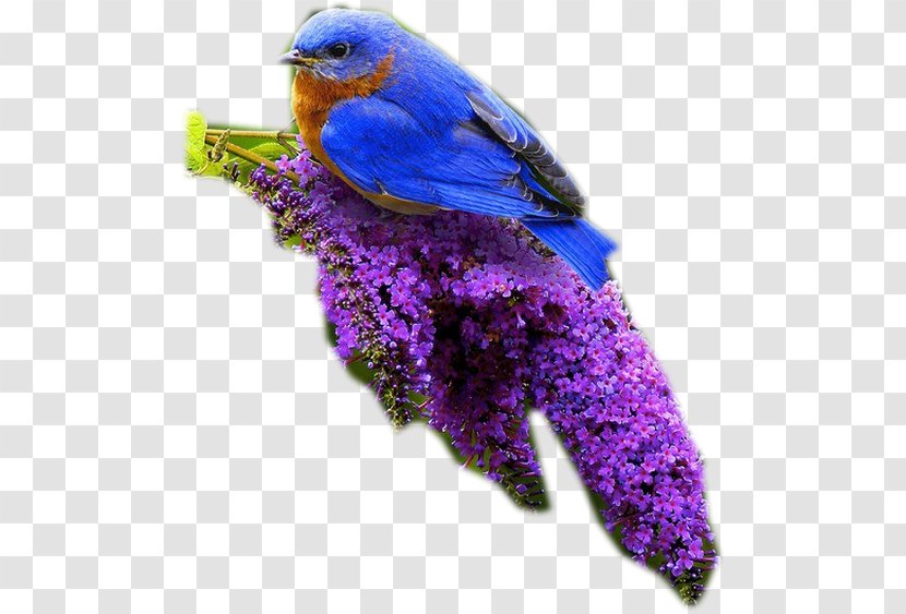 Hummingbird Flight Blue Sky - Purple - Bird Transparent PNG