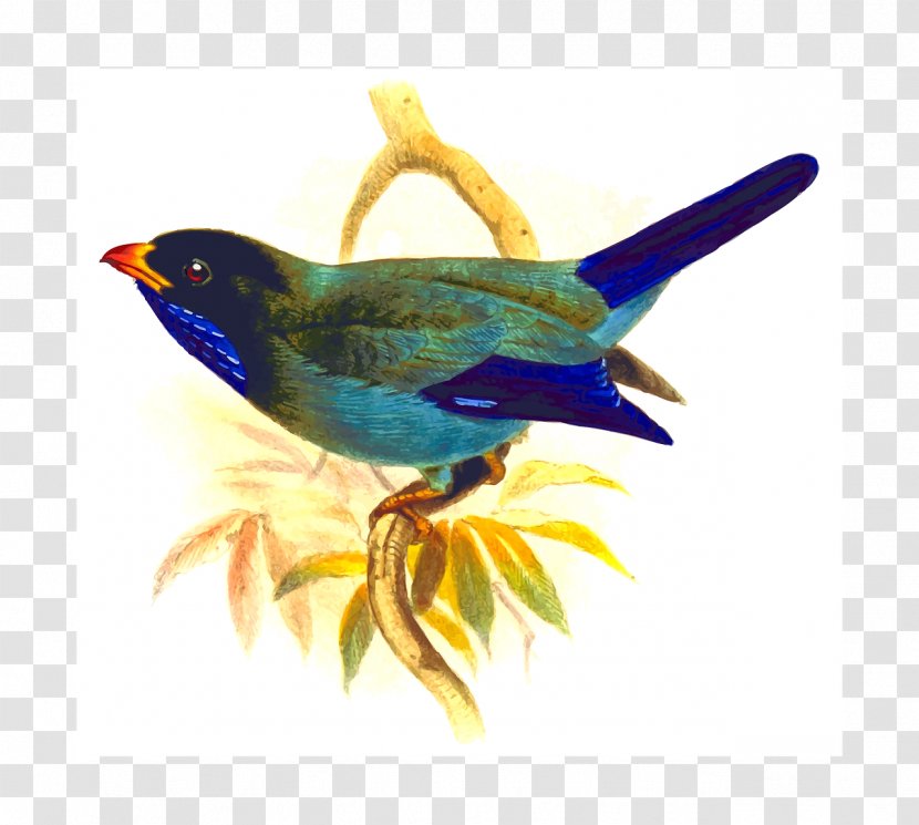 Clip Art Bird Parrot Openclipart - Windows Metafile Transparent PNG
