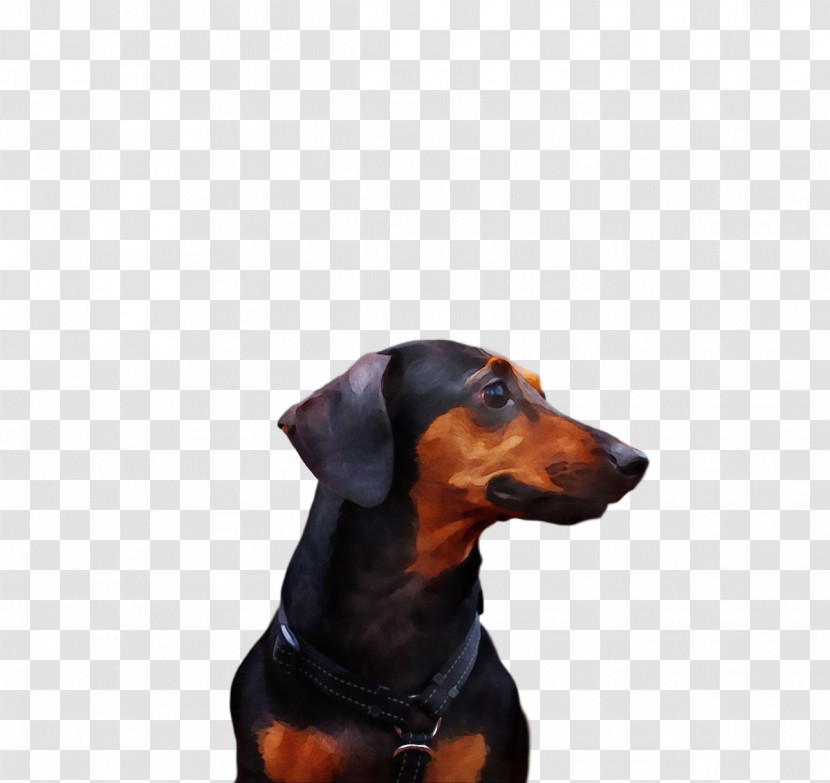 German Pinscher Austrian Black And Tan Hound Greek Harehound Manchester Terrier Snout Transparent PNG