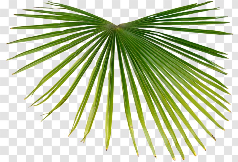 Asian Palmyra Palm Branch Tropics Arecaceae - Plant - Leaf Transparent PNG