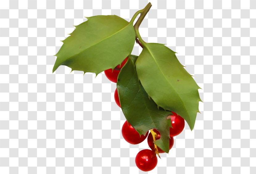 Berry Auglis Ilex Crenata Fruit Clip Art - Leaf - Plant Stem Transparent PNG