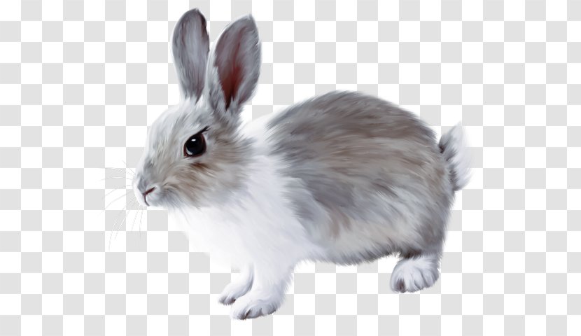French Lop Easter Bunny European Rabbit - Cute Little Painted Gray Transparent PNG