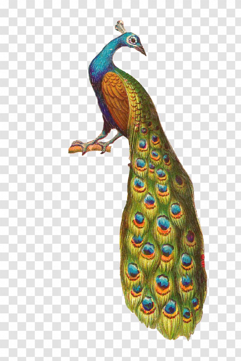 Bird Peafowl Clip Art - Phasianidae - Peacock Transparent PNG