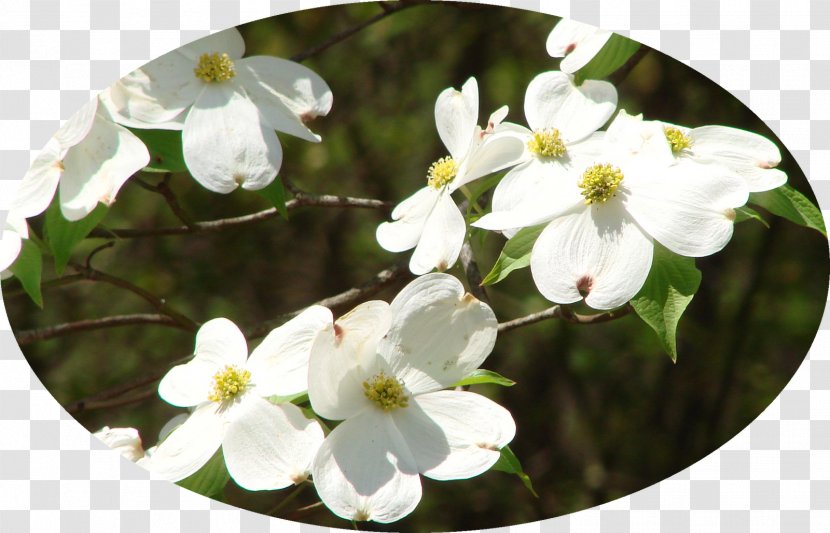 Viburnum - Spring - Dogwood Transparent PNG