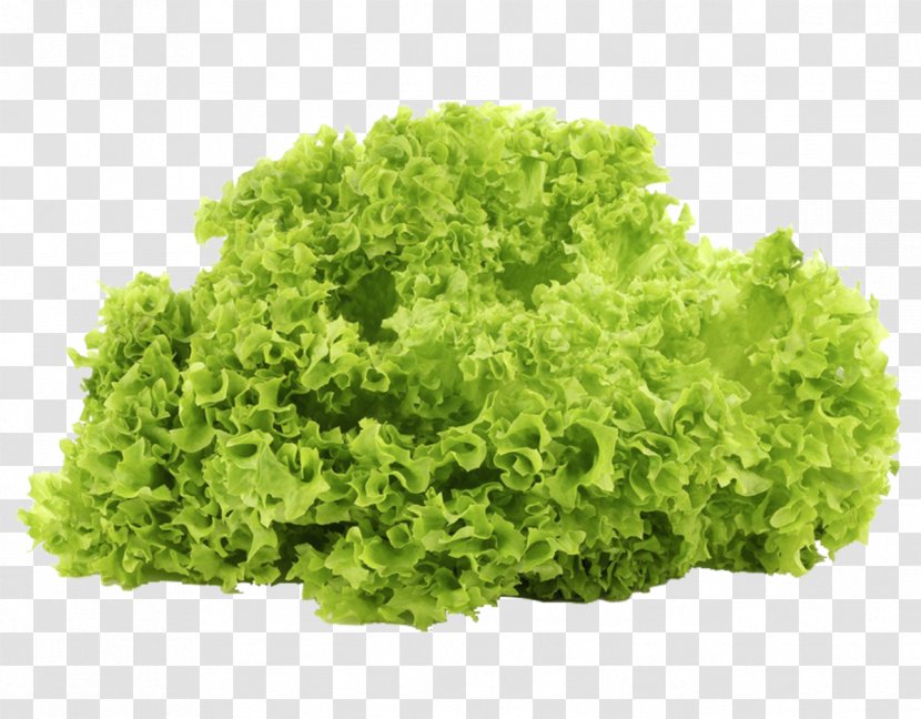 Leaf Lettuce Vegetable Salad Iceberg Produce - Vegetarian Food Transparent PNG