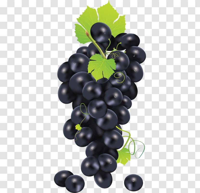 Common Grape Vine - Plant Transparent PNG