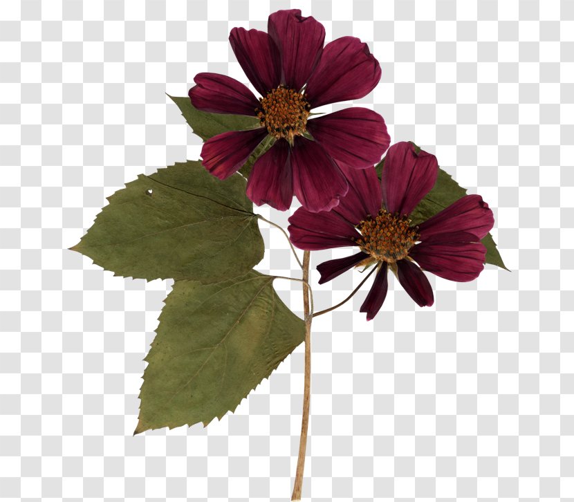 Flower - Graphic Artist - Cosmos Transparent PNG