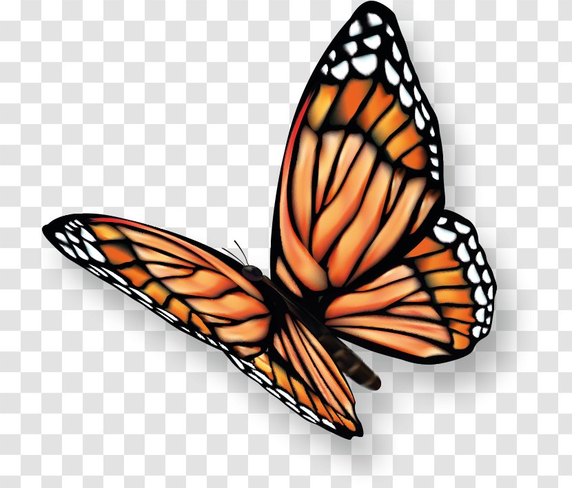 Monarch Butterfly Pieridae Clip Art - Invertebrate Transparent PNG