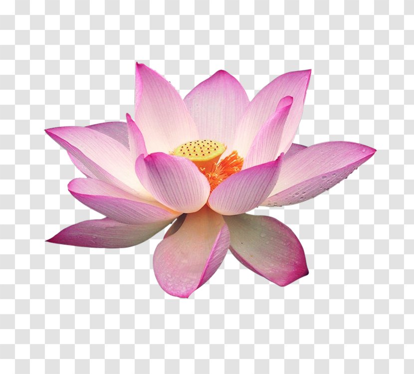 Nelumbo Nucifera Download Clip Art - Flower - Lotus Pictures Transparent PNG