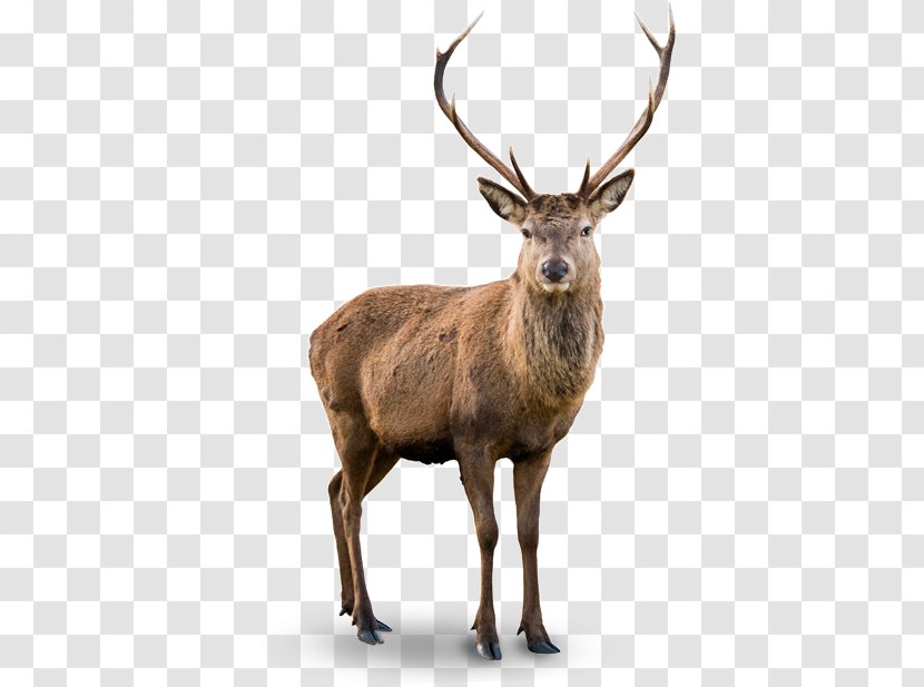 White-tailed Deer Red Elk Barasingha - Mural Transparent PNG