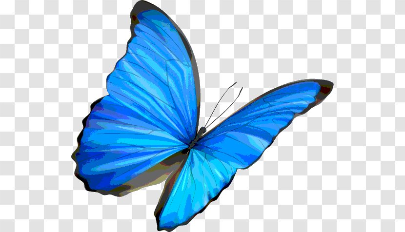 Butterfly Insect Blue Morpho Clip Art Transparent PNG