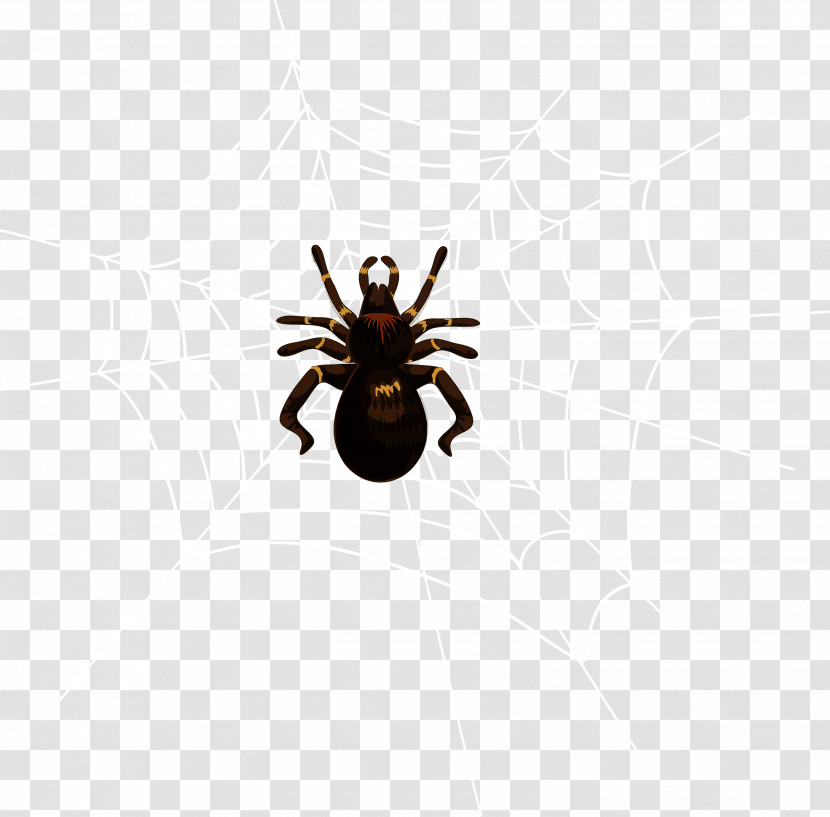 Spider Insect Arachnid Pest Tarantula Transparent PNG