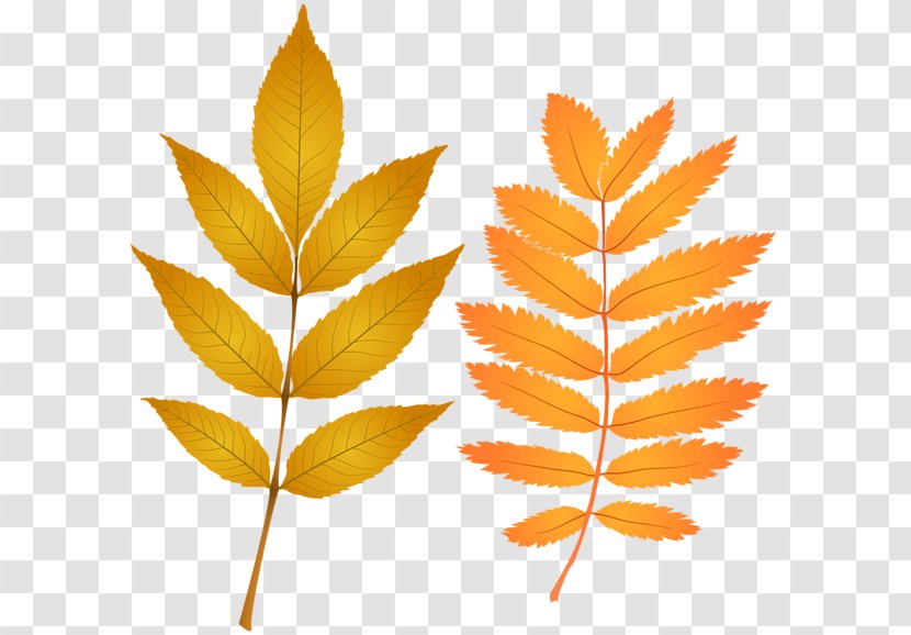 Clip Art - Autumn - Leaves Badge Transparent PNG