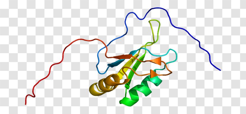 Serine/arginine-rich Splicing Factor 1 Alternative RNA Primary Transcript - Polyadenylation Transparent PNG