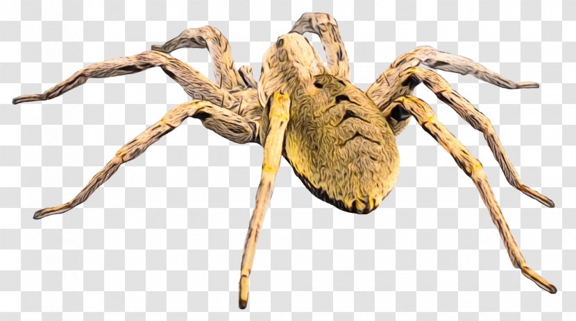 Spiders Cartoon - Araneus - Pest Transparent PNG