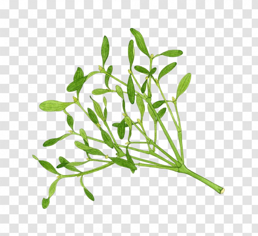Herb Mistletoe Illustration - Flora - Herbs Hand Painted Transparent PNG