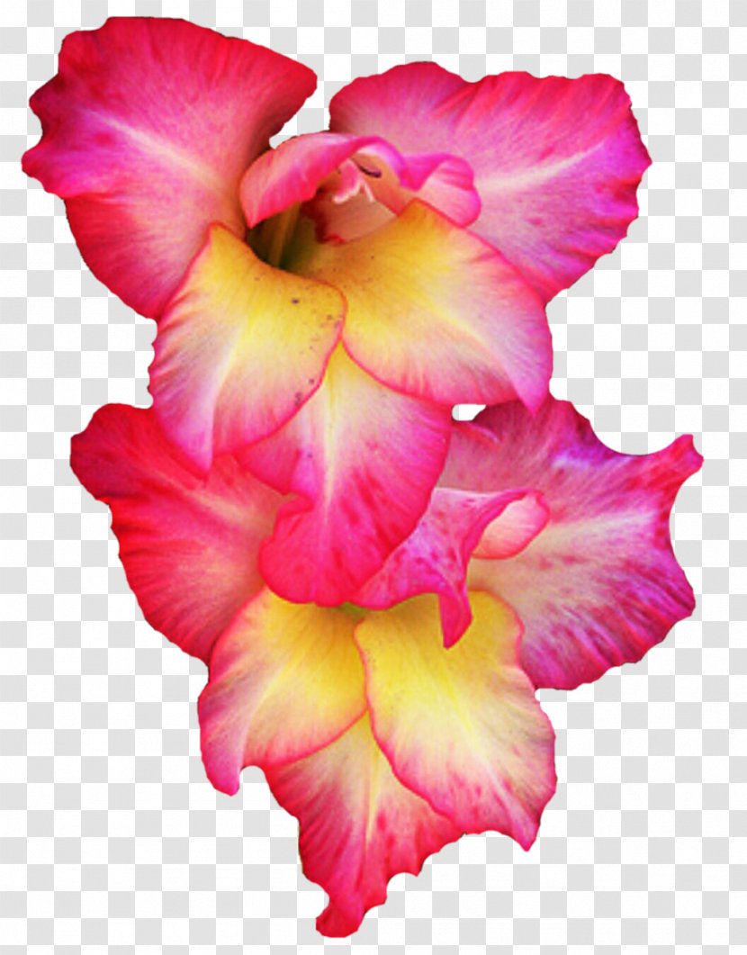Gladiolus Flower Clip Art - Plant - Pic Transparent PNG