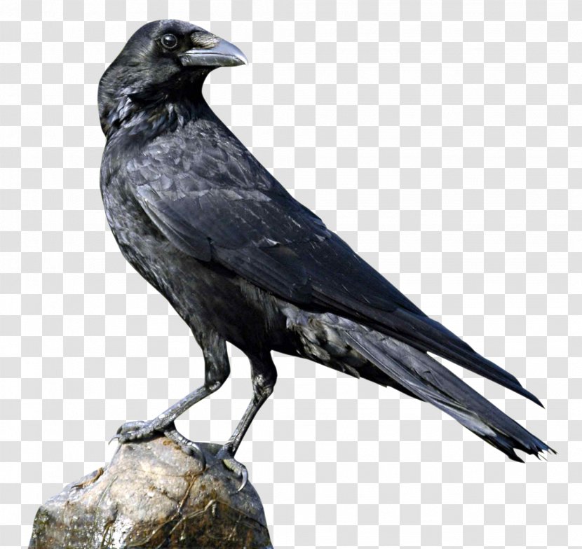 Crows U015aru0101ddha - Crow Like Bird Transparent PNG