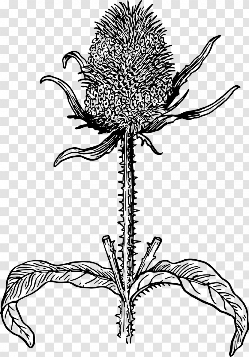 Wild Teasel Milk Thistle Drawing - Botany - Flower Transparent PNG