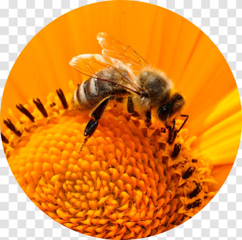 Honey Bee Insect Pollen - Cartoon Transparent PNG