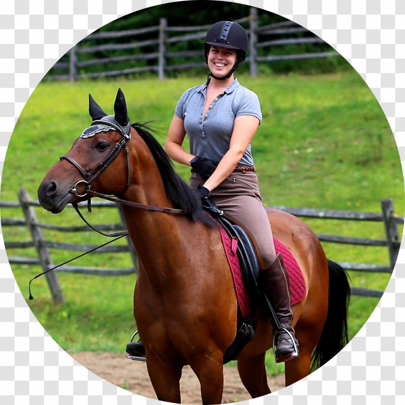 Hunt Seat Horse Training Bridle Equestrian Transparent PNG
