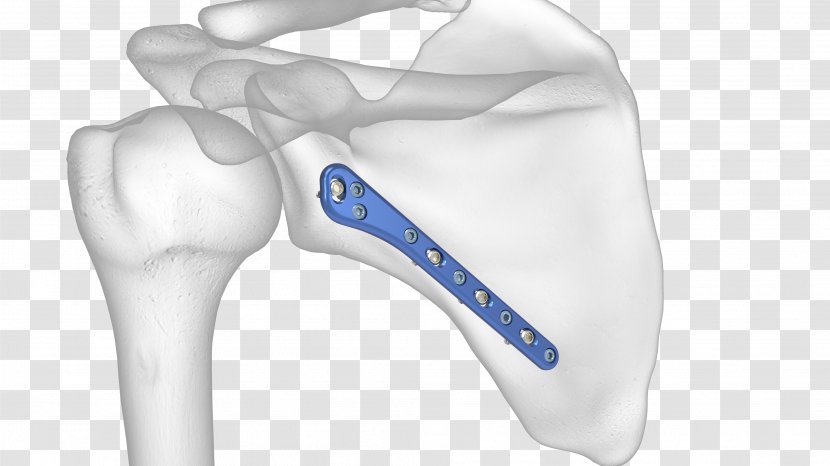 Scapula Anatomy Shoulder Glenoid Cavity - Lateral Transparent PNG