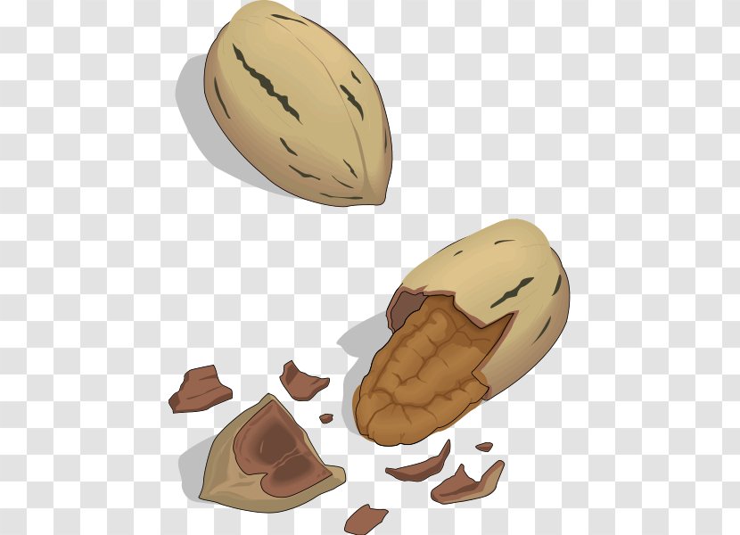 Nut Pecan Cashew Clip Art - Cliparts Transparent PNG