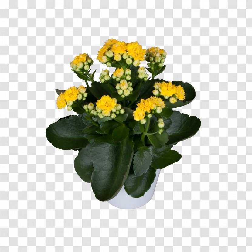 Cut Flowers Flowerpot Annual Plant Herbaceous Flowering - Kalanchoe Blossfeldiana Transparent PNG
