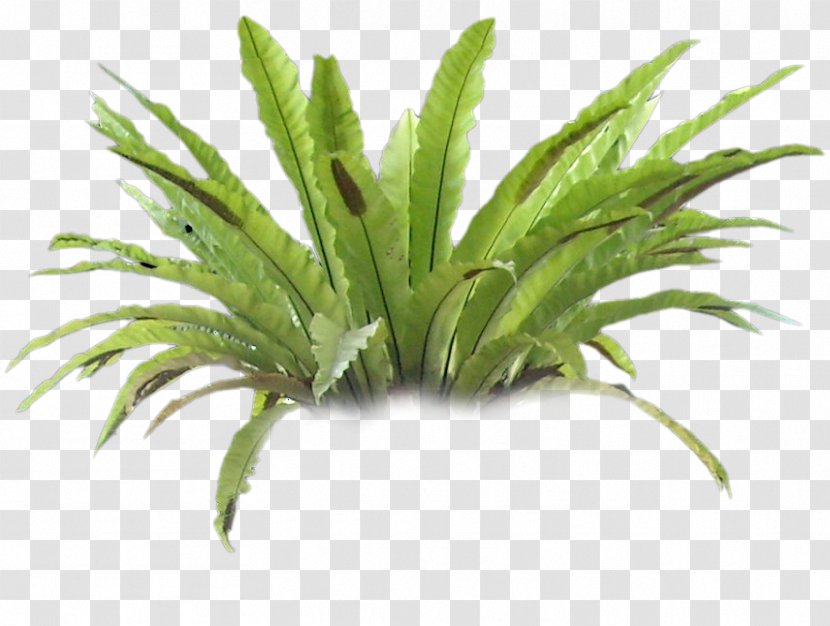 Plant Fern Tree Transparent PNG