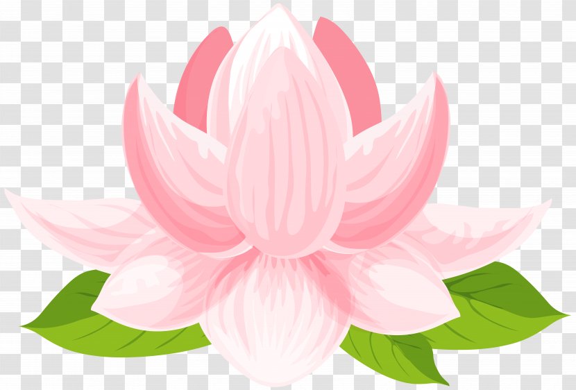 Sacred Lotus Clip Art Image Vector Graphics - Family - Water Lily Transparent PNG