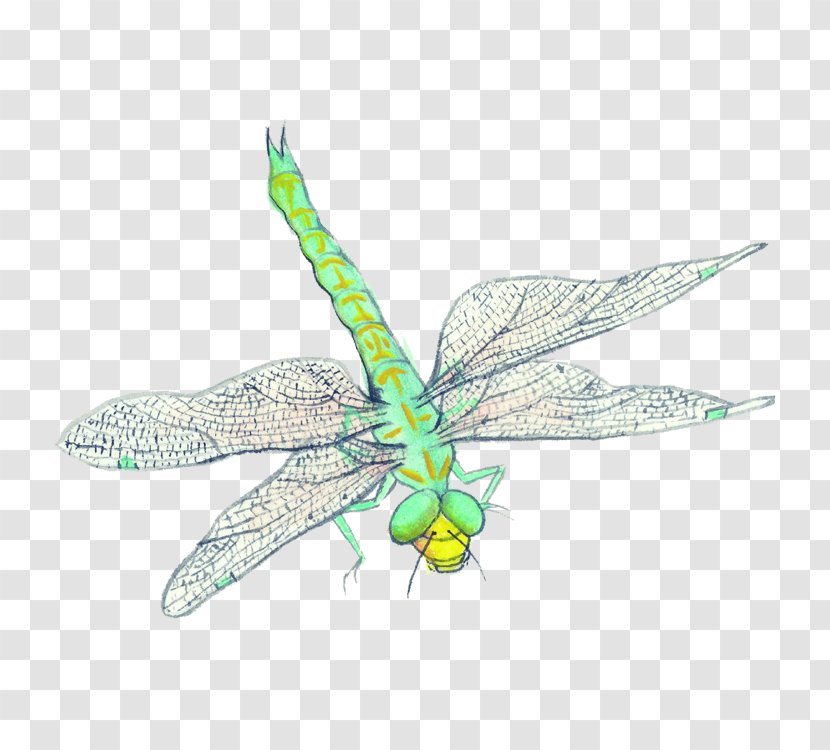 Insect Image Art Design - Organism - Dragonflies Transparent PNG