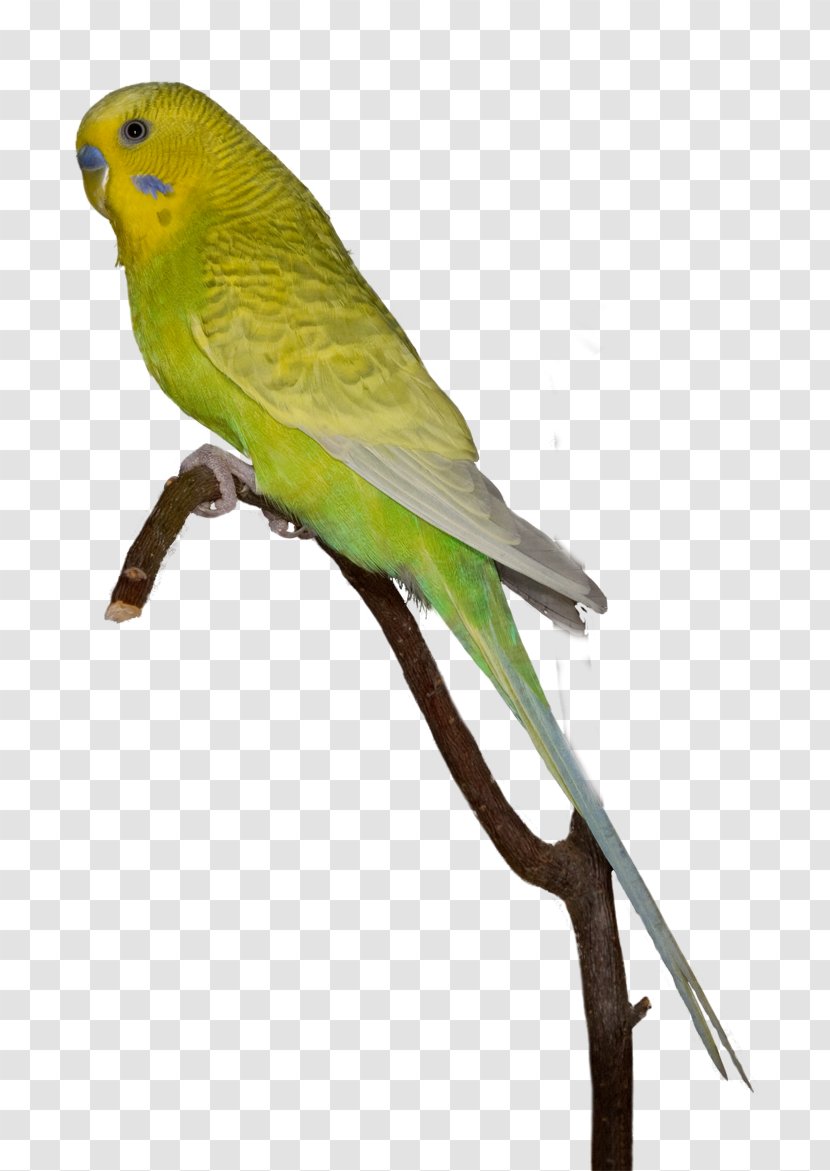 Budgerigar Lovebird Macaw Parakeet - Bird Transparent PNG
