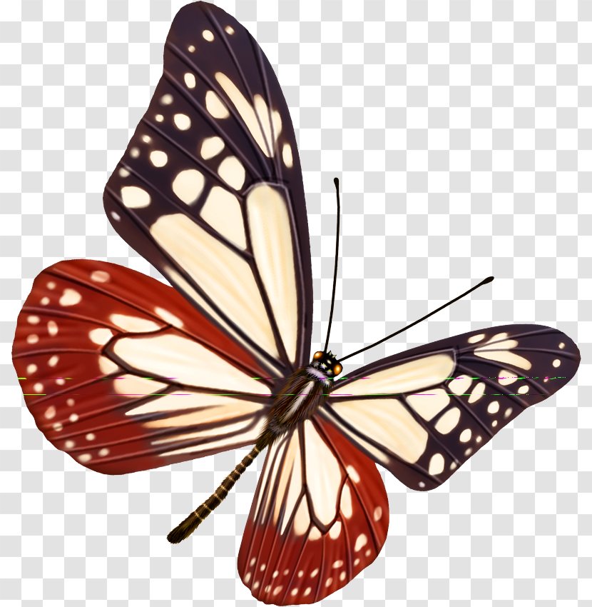 Butterfly Paper Wallpaper - Information - Color Transparent PNG