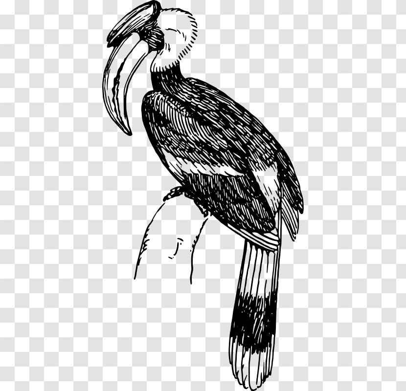 Bird Black-and-white-casqued Hornbill Clip Art - Monochrome - Vector Transparent PNG