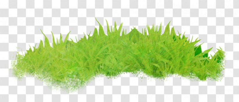 Wheatgrass Aquarium - Decor Transparent PNG