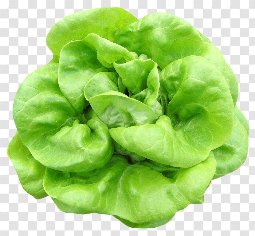 Butterhead Lettuce Celtuce Vegetable Spinach Romaine - Watercolor Transparent PNG