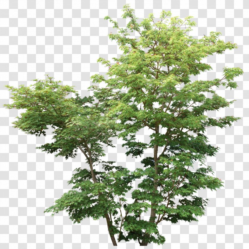 Tree Shrub Rendering Plant Branch - Bushes Transparent PNG
