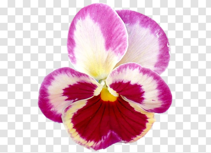 Pansy Moth Orchids Cattleya - Purple - Pansies Transparent PNG