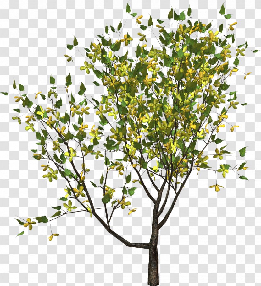 Twig Tree Yellow Plant Transparent PNG